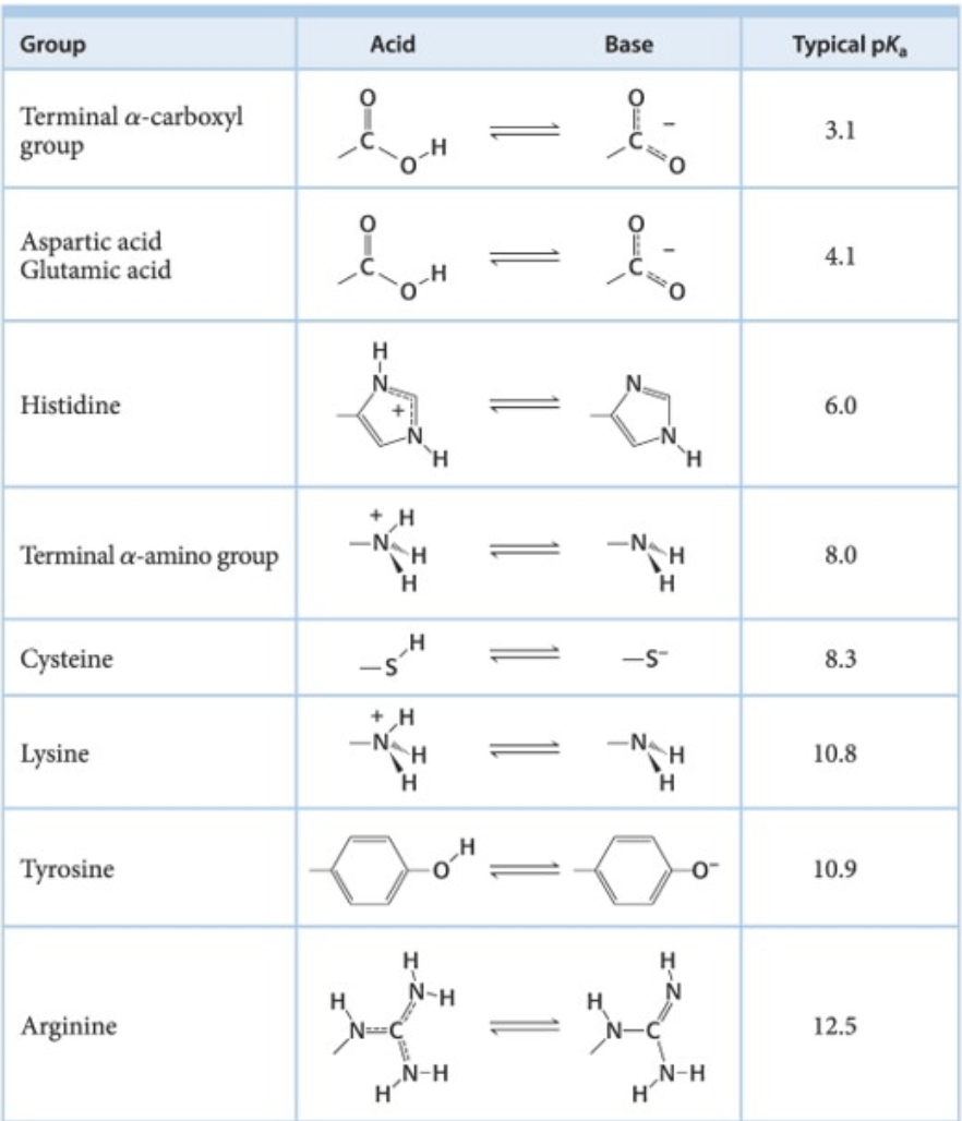 Group
Acid
Base
Typical pk.
Terminal a-carboxyl
3.1
group
Aspartic acid
Glutamic acid
4.1
Histidine
6.0
+ H
-N
-N
Terminal a-amino group
8.0
H
H.
Cysteine
H'
8.3
+ H
-N
Lysine
-N
TH
10.8
H.
Тугosine
10.9
H
H
N-H
H
N
Arginine
12.5
N-H
H
N-H
H'
O-U
