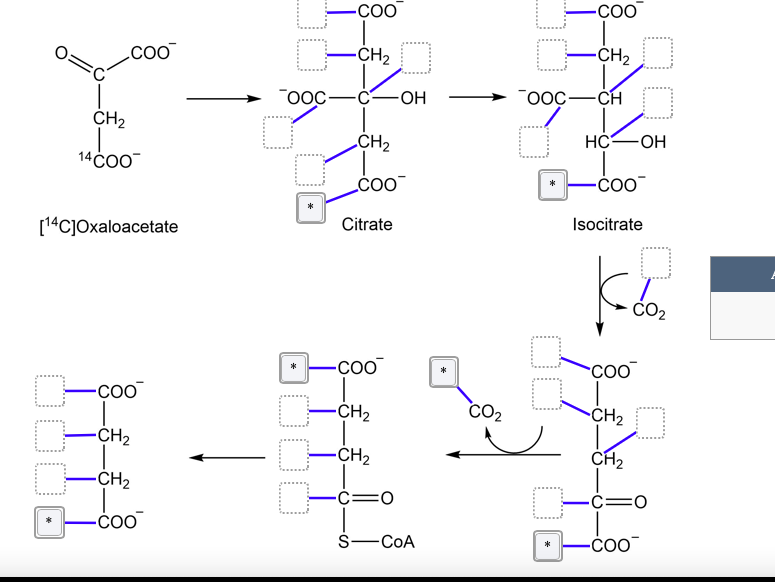 COO
OOD
CH₂
14 COO
[14C]Oxaloacetate
-COO™
CH₂
0 CH₂
-COO
OOC
D
*
COO
-CH₂
-C- -OH
CH₂
COO
Citrate
COO
-CH₂
-CH₂
=0
S-COA
CO₂
-CH₂
-COO
OOC-CH
0 HC
0
C
-OH
Isocitrate
Kdo₂
COO
-CH₂
CH₂
=O
-COO™