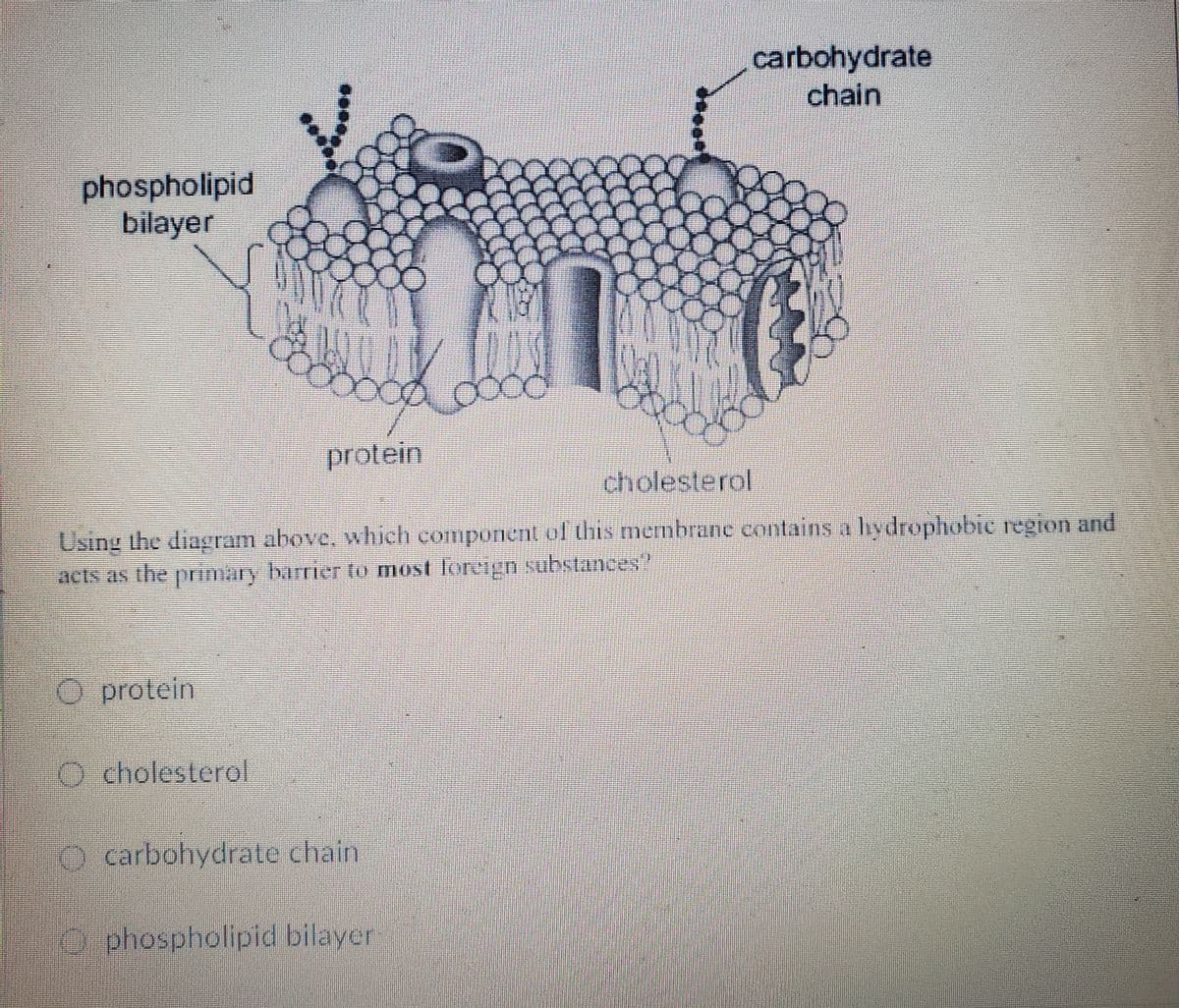 phospholipid
bilayer
O protein
10
O cholesterol
n
protein
cholesterol
Using the diagram above, which component of this membrane contains a hydrophobic region and
acts as the primary barrier to most foreign substances"
carbohydrate chain
carbohydrate
chain
Ophospholipid bilayer