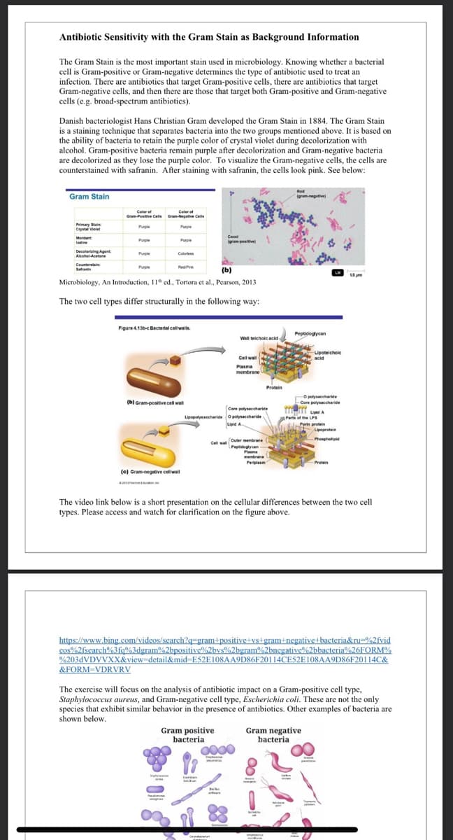 Antibiotic Sensitivity with the Gram Stain as Background Information
The Gram Stain is the most important stain used in microbiology. Knowing whether a bacterial
cell is Gram-positive or Gram-negative determines the type of antibiotic used to treat an
infection. There are antibiotics that target Gram-positive cells, there are antibiotics that target
Gram-negative cells, and then there are those that target both Gram-positive and Gram-negative
cells (e.g. broad-spectrum antibiotics).
Danish bacteriologist Hans Christian Gram developed the Gram Stain in 1884. The Gram Stain
is a staining technique that separates bacteria into the two groups mentioned above. It is based on
the ability of bacteria to retain the purple color of crystal violet during decolorization with
alcohol. Gram-positive bacteria remain purple after decolorization and Gram-negative bacteria
are decolorized as they lose the purple color. To visualize the Gram-negative cells, the cells are
counterstained with safranin. After staining with safranin, the cells look pink. See below:
Rod
Gram Stain
(gram-negative)
Celer ef
Gram-Posve Cell Graegative Cel
Celer o
Primary Stain
Crystal Vielet
Purple
Purple
Cocei
Mordant
Purple
Purple
Igram pesitive
ladine
Decalarizing Agent
ANhelAcetone
Purple
Caloress
Counterstain
Purple
RedPrk
Satranin
(b)
Microbiology, An Introduction, 11 cd., Tortora et al., Pearson, 2013
The two cell types differ structurally in the following way:
Figure 4.130eBecterial cell walls.
Peptidogycan
Well teichoic acid
Cell wall
LUpoteichoic
acid
Plasma
membrane
Protein
O polysaccharide
Core pelyaccharide
(b) Gram-positive cell wll
Core polysaccharide
Lipopatycharide o polyaccharide
Lipid A
Parta of the LPS
Porin protein
Lipoprotein
Cell wa Outer membrane
LPeptideglycan
Plasma
mebrane
Phospholipid
Periplasm
Protein
(e) Gramegtive cell wall
arnt
The video link below is a short presentation on the cellular differences between the two cell
types. Please access and watch for clarification on the figure above.
https://www.bing.com/videos/search?q=gram+positive+vs+gram+negative+bacteria&ru=%2fvid
cos%2fsearch%3fq%3dgram%2bpositive%2bvs%2bgram%2bnegative%2bbacteria%26FORM%
%203dVDVVXX&view detail&mid-E52E108AA9D86F20114CE52E108AA9D86F20114C&
&FORM=VDRVRV
The exercise will focus on the analysis of antibiotic impact on a Gram-positive cell type,
Staphylococcus aureus, and Gram-negative cell type, Escherichia coli. These are not the only
species that exhibit similar behavior in the presence of antibiotics. Other examples of bacteria are
shown below.
Gram positive
bacteria
Gram negative
hacteria
