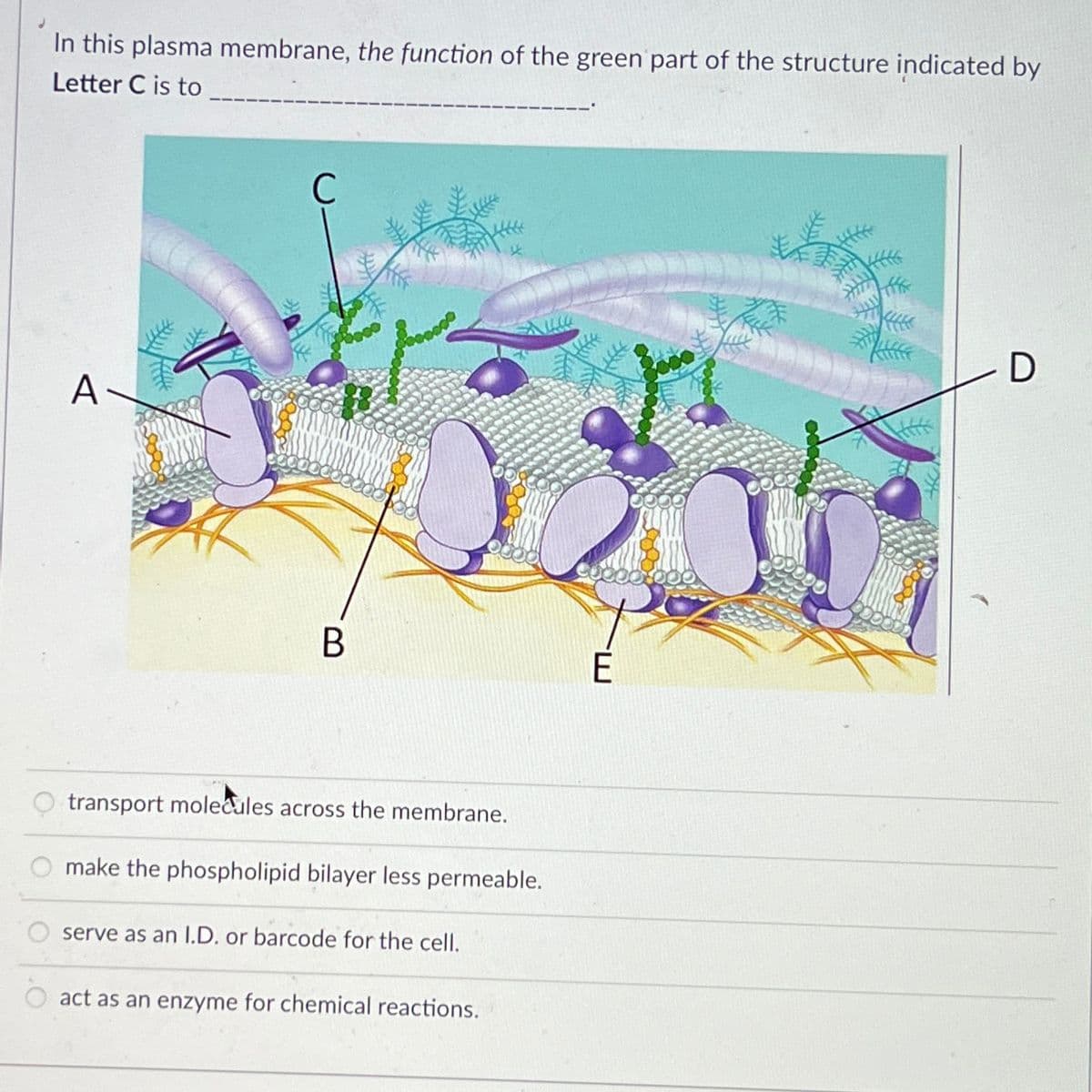 J
In this plasma membrane, the function of the green part of the structure indicated by
Letter C is to
A
C
B
transport molecules across the membrane.
0000
make the phospholipid bilayer less permeable.
serve as an I.D. or barcode for the cell.
act as an enzyme for chemical reactions.
E
K
D