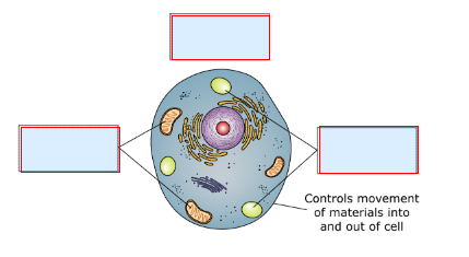 Controls movement
of materials into
and out of cell