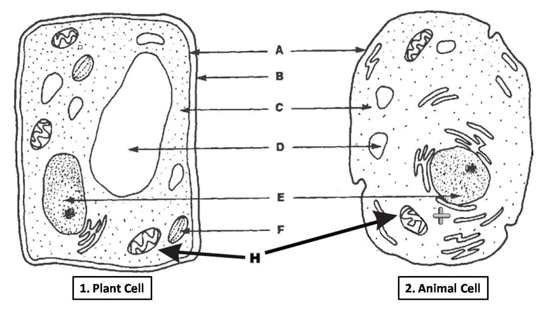 H
1. Plant Cell
A
B
F
:0
2. Animal Cell