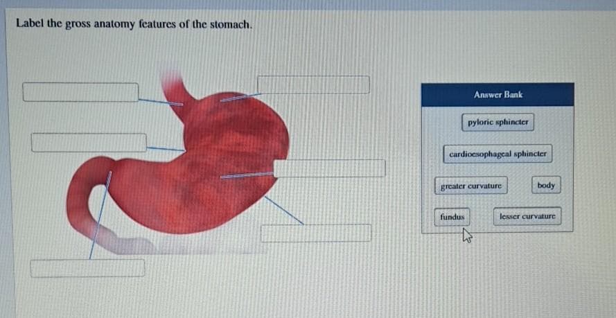 Label the gross anatomy features of the stomach.
Answer Bank
pyloric sphincter
cardioesophageal sphincter
fundus
greater curvature
to
body
lesser curvature