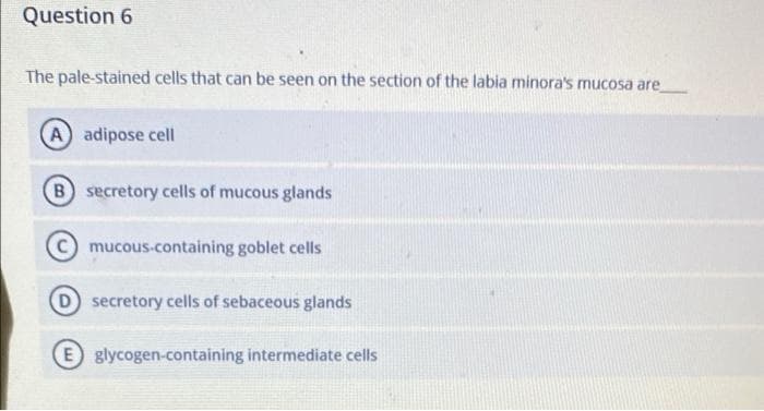 Question 6
The pale-stained cells that can be seen on the section of the labia minora's mucosa are
A adipose cell
B secretory cells of mucous glands
mucous-containing goblet cells
D secretory cells of sebaceous glands
E glycogen-containing intermediate cells