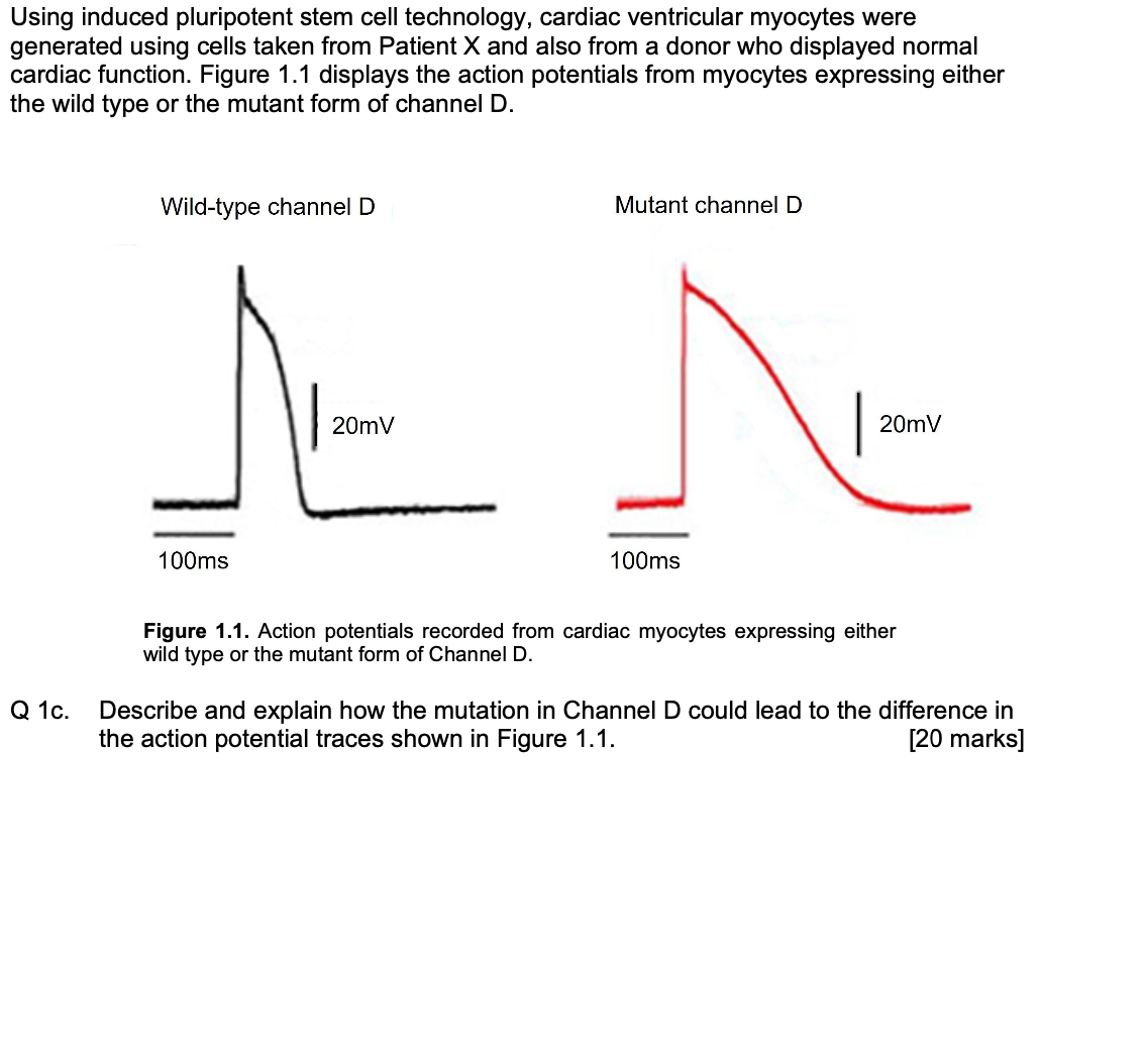 Using induced pluripotent stem cell technology, cardiac ventricular myocytes were
generated using cells taken from Patient X and also from a donor who displayed normal
cardiac function. Figure 1.1 displays the action potentials from myocytes expressing either
the wild type or the mutant form of channel D.
Q 1c.
Wild-type channel D
100ms
20mV
Mutant channel D
100ms
20mV
Figure 1.1. Action potentials recorded from cardiac myocytes expressing either
wild type or the mutant form of Channel D.
Describe and explain how the mutation in Channel D could lead to the difference in
the action potential traces shown in Figure 1.1.
[20 marks]