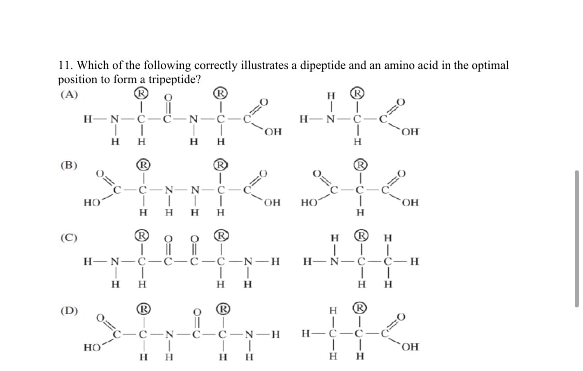 11. Which of the following correctly illustrates a dipeptide and an amino acid in the optimal
position to form a tripeptide?
(A)
R
H
H-N-C
C-N-C
Н— N— С
OH
OH
н н
H
H
H.
(В)
(R®
(R
R
C-N- N
Но
OH
HO
OH
H.
H.
H.
(C)
R
H
H.
Н— N— С
C
С —С —N — H
Н— N— С
С—Н
H.
H.
H.
H.
H
(D)
R
H
(R)
C-N
С—С —N —H
Н— С —С
HOʻ
н н
H.
H H
0=U
