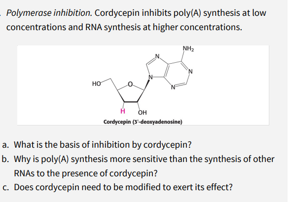 Polymerase inhibition. Cordycepin inhibits poly(A) synthesis at low
concentrations and RNA synthesis at higher concentrations.
NH2
H.
он
Cordycepin (3'-deoxyadenosine)
a. What is the basis of inhibition by cordycepin?
b. Why is poly(A) synthesis more sensitive than the synthesis of other
RNAS to the presence of cordycepin?
c. Does cordycepin need to be modified to exert its effect?
