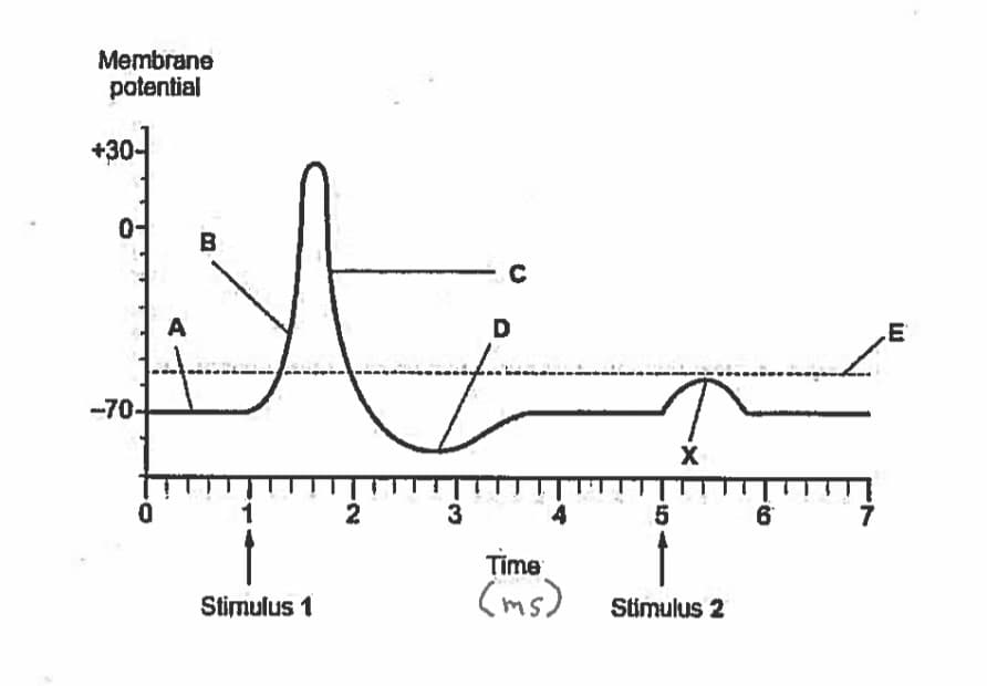Membrane
potential
+30-
0-
B
A
D
.E
-70-
X
2
4
5
6
Time
(ms) Stimulus 2
Stimulus 1
