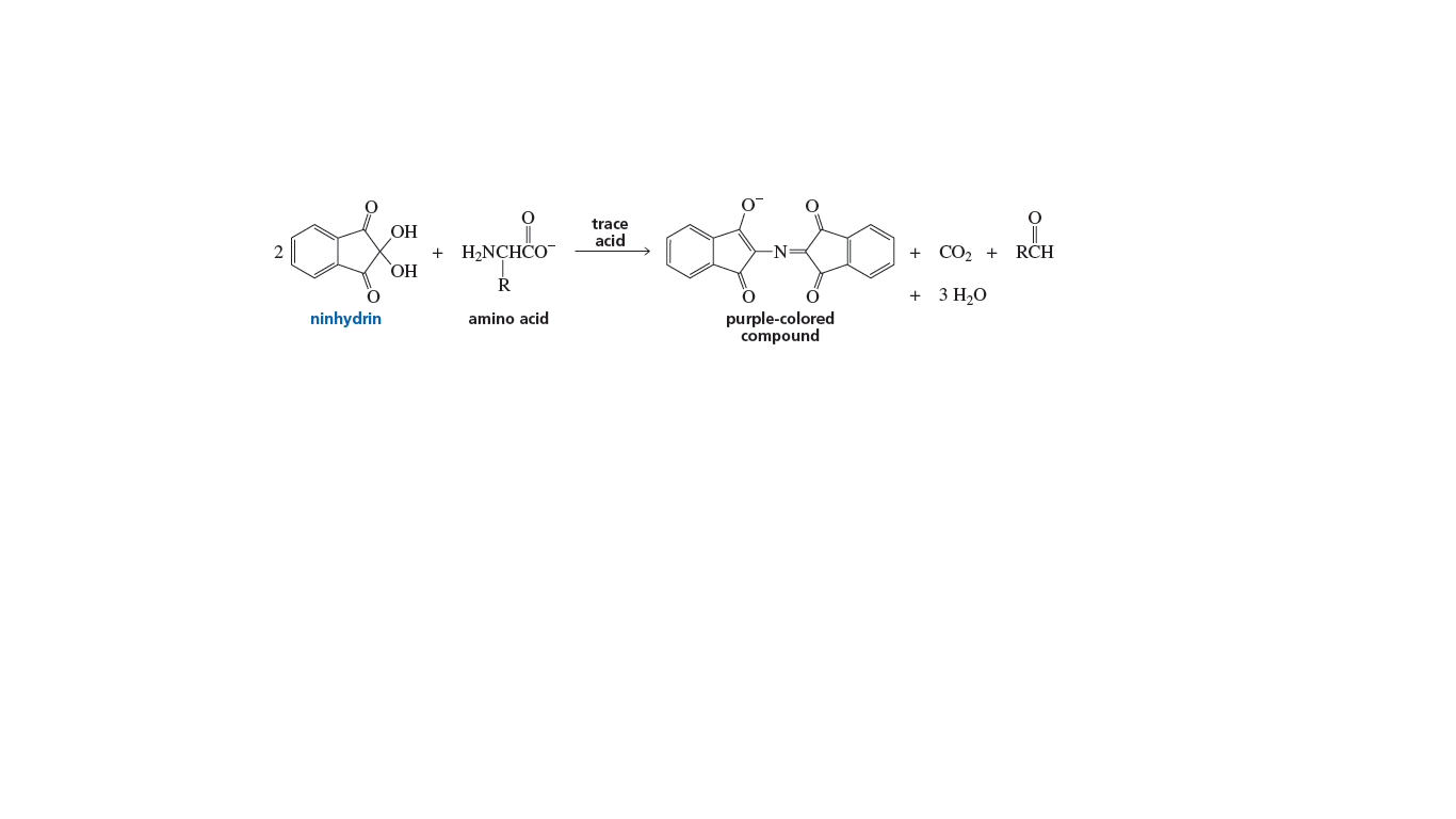 trace
ОН
+ H,NCHCO
acid
-N-
+ СO2 +
RCH
НО
3 H,O
purple-colored
compound
ninhydrin
amino acid
