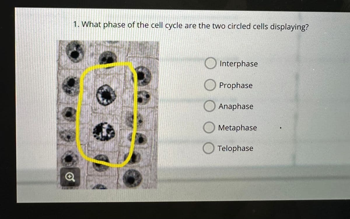 1. What phase of the cell cycle are the two circled cells displaying?
Interphase
Prophase
Anaphase
Metaphase
Telophase