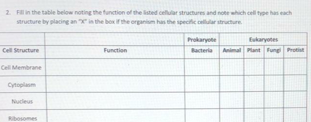 2. Fill in the table below noting the function of the listed cellular structures and note which cell type has each
structure by placing an "X" in the box if the organism has the specific cellular structure.
Prokaryote
Eukaryotes
Cell Structure
Function
Bacteria
Animal Plant Fungi Protist
Cell Membrane
Cytoplasm
Nucleus
Ribosomes
