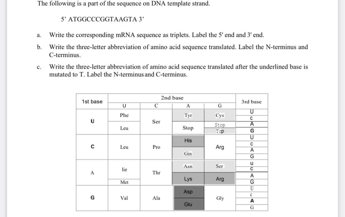 The following is a part of the sequence on DNA template strand.
5' ATGGCCCGGTAAGTA 3’
Write the corresponding mRNA sequence as triplets. Label the 5' end and 3' end.
a.
b.
Write the three-letter abbreviation of amino acid sequence translated. Label the N-terminus and
C-terminus.
c.
Write the three-letter abbreviation of amino acid sequence translated after the underlined base is
mutated to T. Label the N-terminus and C-terminus.
2nd base
1st base
3rd base
C
A
G
Phe
Тyг
Cys
U
Ser
Stop
Trp
Leu
Stop
G
His
C
Leu
Pro
Arg
A
Gin
u
Asn
Ser
lie
C
A
Thr
A
Lys
Arg
Met
U
Asp
G
Val
Ala
Gly
Glu
G
