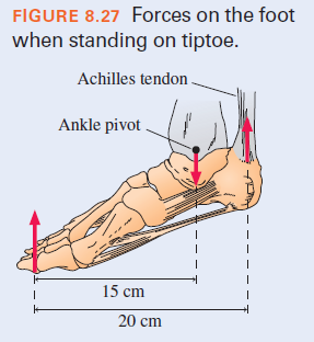 FIGURE 8.27 Forces on the foot
when standing on tiptoe.
Achilles tendon.
Ankle pivot .
15 cm
20 cm
