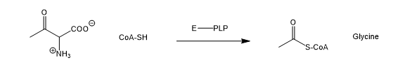E-PLP
Glycine
CoA-SH
S-CoA
ONH3
