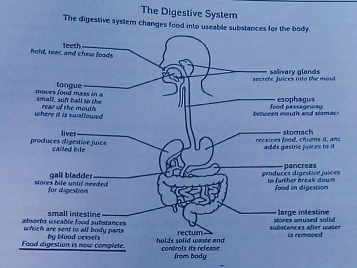 The Digestive System
The digestive system changes food into useable substances for the body.
teeth-
hold, tear, and chew foods
salivary glands
secrete juices into the mout
tongue
moces food mass in a
small, soft ball to the
rear of the mouth
where it is suallowed
esophagus
food passageway
between mouth and stomaci
liver-
produces digestive juice
called bile
stomach
receices food, churns it. ant
adds gastric juices to it
gall bladder-
stores bile until needed
for digestion
pancreas
produces digestice juices
to further break douun
food in digestion
small intestine-
absorbs useable food substances
which are sent to all body parts
by blood vessels
Food digestion is now complete
large intestine
stores unused solid
substances after water
is remoced
rectum
holds solid waste and
controls Its release
from body
