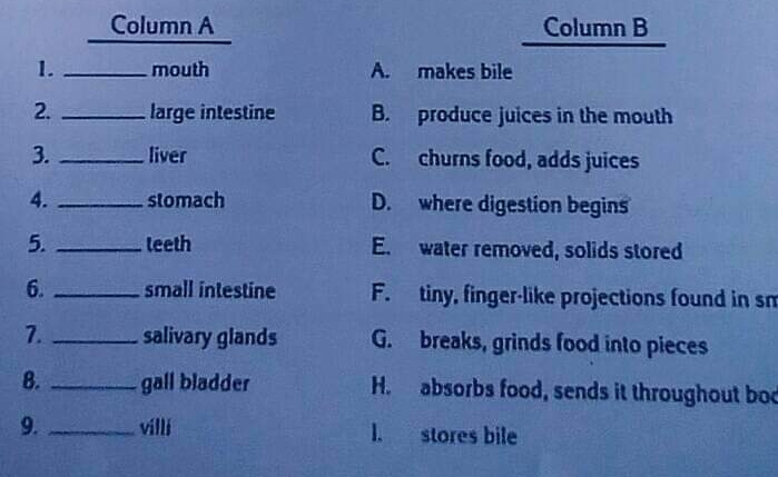 Column A
Column B
1.
mouth
A. makes bile
2.
large intestine
B. produce juices in the mouth
3.
liver
C. churns food, adds juices
4. -
stomach
D. where digestion begins
5.
teeth
E. water removed, solids stored
6.
small intestine
F. tiny, finger-like projections found in sm
7.
salivary glands
G. breaks, grinds food into pieces
8.
gall bladder
H. absorbs food, sends it throughout boc
9.
villi
1.
stores bile
