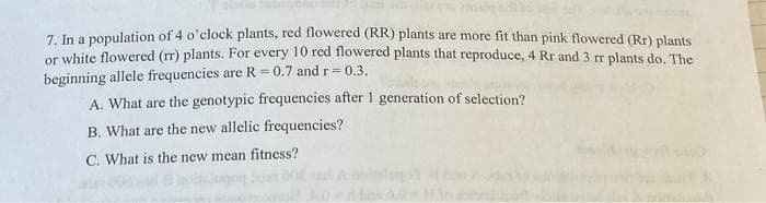 7. In a population of 4 o'clock plants, red flowered (RR) plants are more fit than pink flowered (Rr) plants
or white flowered (rr) plants. For every 10 red flowered plants that reproduce, 4 Rr and 3 rr plants do. The
beginning allele frequencies are R = 0.7 and r = 0.3.
A. What are the genotypic frequencies after 1 generation of selection?
B. What are the new allelic frequencies?
C. What is the new mean fitness?