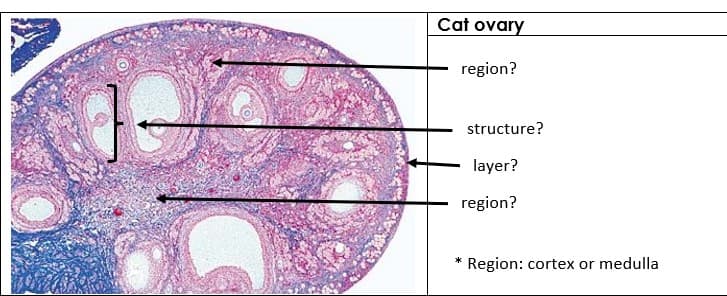 Cat ovary
region?
structure?
layer?
region?
*
Region: cortex or medulla

