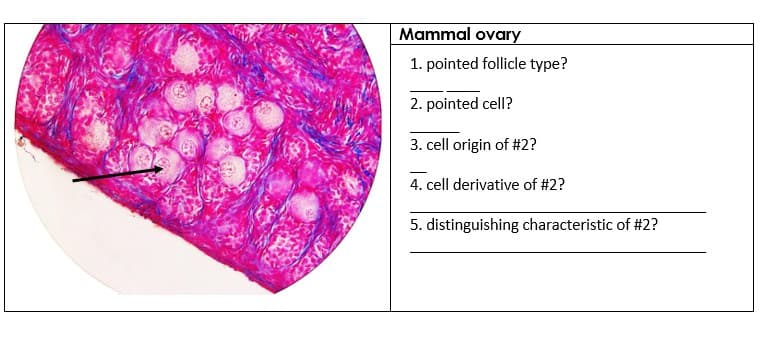 Mammal ovary
1. pointed follicle type?
2. pointed cell?
3. cell origin of #2?
4. cell derivative of #2?
5. distinguishing characteristic of #2?

