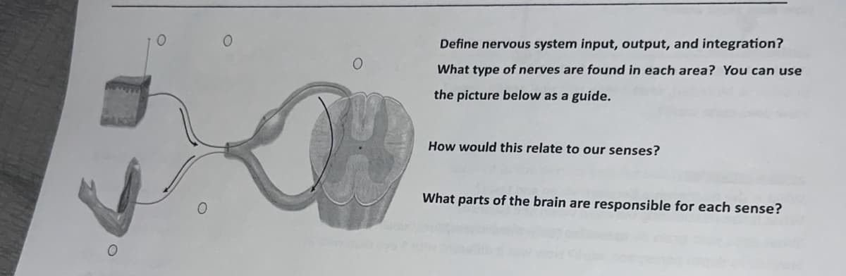 O
O
Define nervous system input, output, and integration?
What type of nerves are found in each area? You can use
the picture below as a guide.
How would this relate to our senses?
What parts of the brain are responsible for each sense?