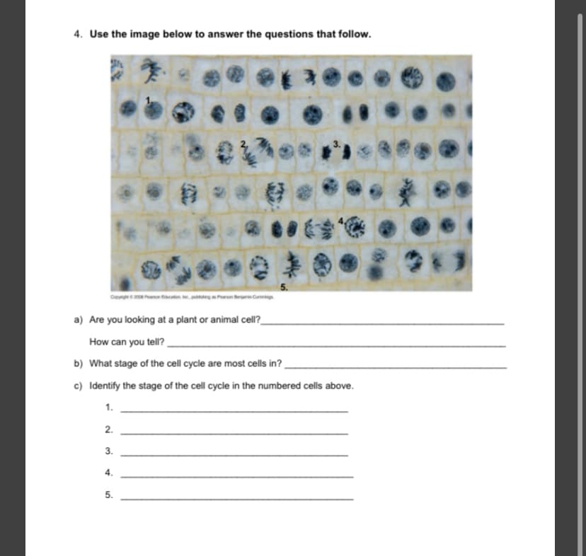 4. Use the image below to answer the questions that follow.
G ee n aten g Pn eaCnring
a) Are you looking at a plant or animal cell?_
How can you tell?
b) What stage of the cell cycle are most cells in?
c) Identify the stage of the cell cycle in the numbered cells above.
1.
2.
3.
4.
5.
