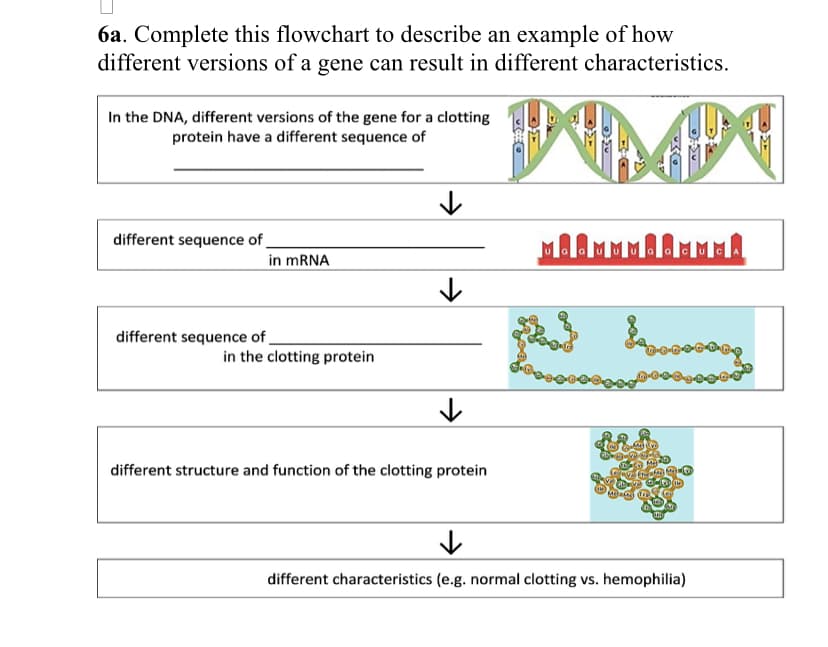 6a. Complete this flowchart to describe an example of how
different versions of a gene can result in different characteristics.
In the DNA, different versions of the gene for a clotting
protein have a different sequence of
different sequence of .
in MRNA
different sequence of
in the clotting protein
different structure and function of the clotting protein
different characteristics (e.g. normal clotting vs. hemophilia)

