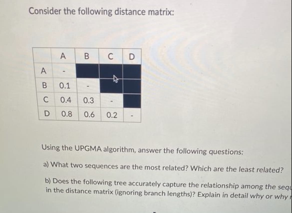 Consider the following distance matrix:
A
B
C
D
A
B C D
☆
0.1
0.4 0.3
0.8 0.6 0.2
Using the UPGMA algorithm, answer the following questions:
a) What two sequences are the most related? Which are the least related?
b) Does the following tree accurately capture the relationship among the sequ
in the distance matrix (ignoring branch lengths)? Explain in detail why or why