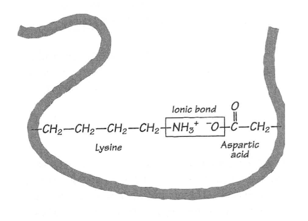 lonic bond
-CH2-CH2-CH2-CH2+NH3* ¯o+ċ–CH2-
Lysine
Aspartic
acid
