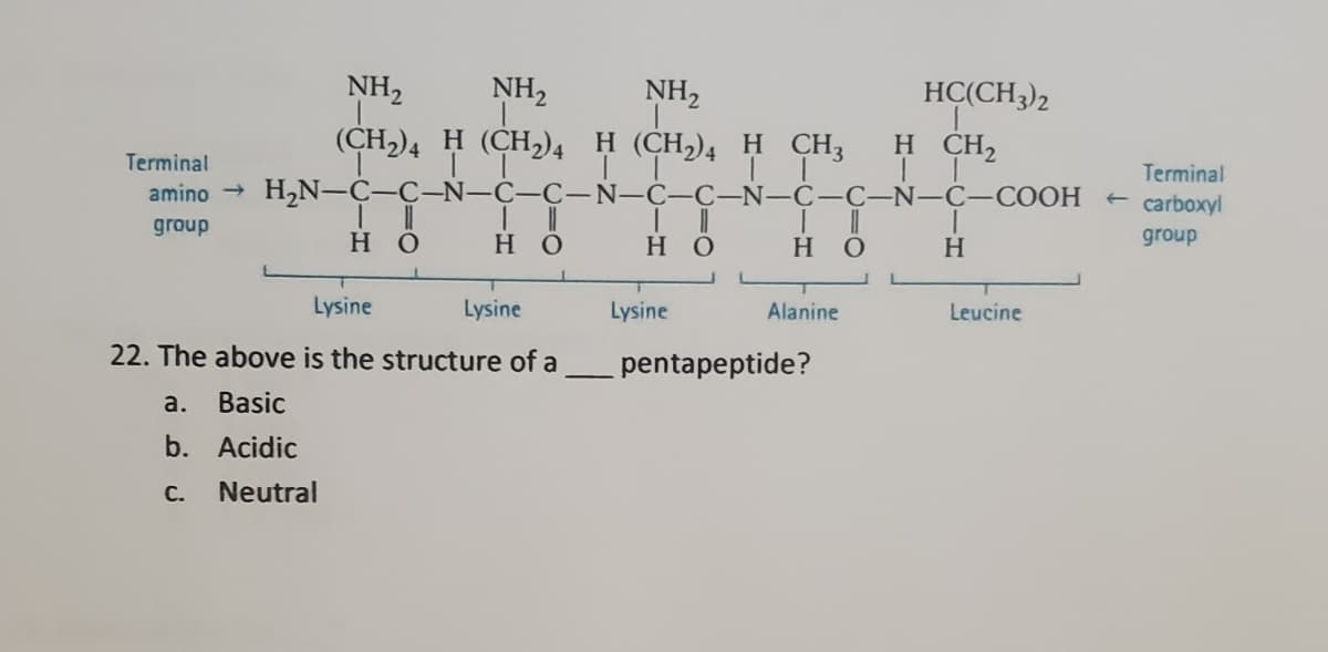 NH2
NH2
NH,
(CH)4 H (СH)4 Н (СH), н СH,
HC(CH3)2
H CH2
Terminal
Terminal
amino → H,N-C-C-N-Ç-C-N-C-C-N-C-C-N-C-COOH
+ carboxyl
group
но
но
но
H
group
Lysine
Lysine
Lysine
Alanine
Leucine
22. The above is the structure of a
pentapeptide?
a.
Basic
b. Acidic
С.
Neutral

