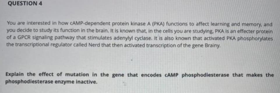 QUESTION 4
You are interested in how CAMP-dependent protein kinase A (PKA) functions to affect learning and memory, and
you decide to study its function in the brain. It is known that, in the cells you are studying, PKA is an effecter protein
of a GPCR signaling pathway that stimulates adenylyl cyclase. It is also known that activated PKA phosphorylates
the transcriptional regulator called Nerd that then activated transcription of the gene Brainy.
Explain the effect of mutation in the gene that encodes CAMP phosphodiesterase that makes the
phosphodiesterase enzyme inactive.
