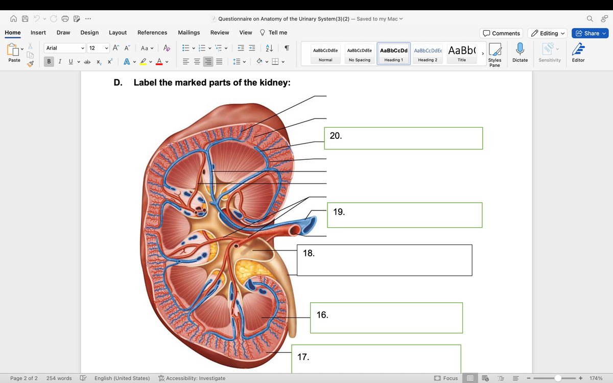 Home Insert Draw Design Layout
Paste
Page 2 of 2
Arial
B I U
254 words
V
V 12
ab X₂
14
V
A A Aav
x² A
References Mailings
D.
VA
A
English (United States)
V
=
Questionnaire on Anatomy of the Urinary System (3) (2) - Saved to my Mac ✓
Review View
V
← *
Accessibility: Investigate
V
Tell me
Label the marked parts of the kidney:
A↓
AaBbCcDdEe
Normal
18.
17.
16.
20.
19.
AaBbCcDd Ee
No Spacing
AaBbCcDd
Heading 1
AaBbCcDdEe AaBb
Heading 2
Title
n
Focus
Comments
Styles
Pane
FE
Dictate
I
Editing
Sensitivity
Share ✓
Editor
+ 174%