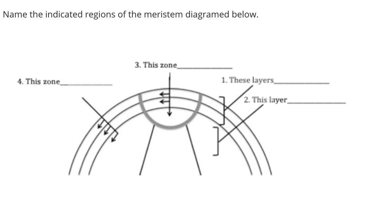 Name the indicated regions of the meristem diagramed below.
3. This zone_
4. This zone_
1. These layers_
(2. This layer_
