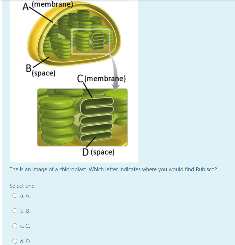 A (membrane)
B (space)
Select one:
a. A.
O b. B.
O C. C.
Col
The is an image of a chloroplast. Which letter indicates where you would find Rubisco?
O d. D.
C(membrane)
FOLDID
UM
D (space)