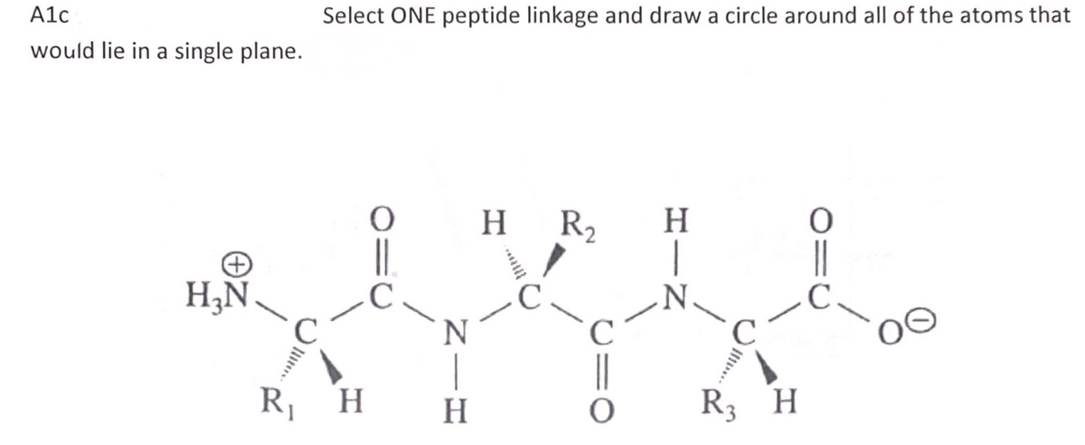 A1c
Select ONE peptide linkage and draw a circle around all of the atoms that
would lie in a single plane.
H R2
|
H
H;Ñ.
||
C.
N
R, H
H
R3 H
Ilt.
O=0
