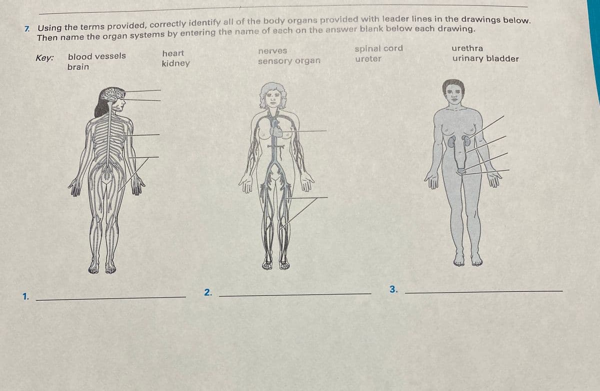 7. Using the terms provided, correctly identify all of the body organs provided with leader lines in the drawings below.
Then name the organ systems by entering the name of each on the answer blank below each drawing.
1.
Key: blood vessels
brain
heart
kidney
2.
nerves
sensory organ
spinal cord
ureter
3.
urethra
urinary bladder