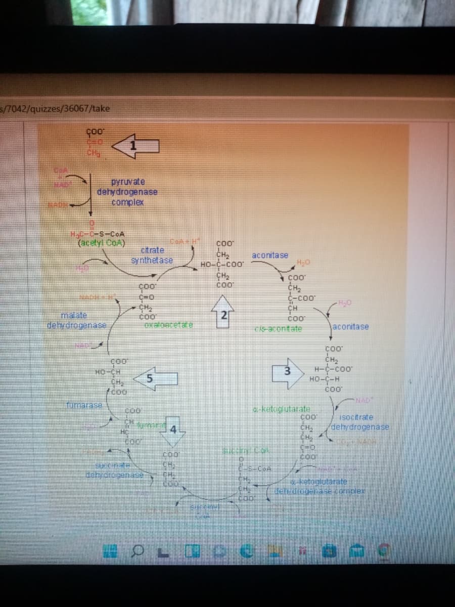 5/7042/quizzes/36067/take
CH
pyruvate
dehydrogenase
complex
COA
(acetyl CoA)
citrate
Synthetase
CH2
но-с-соо
CH2
COO
aconitase
CH2
Co0
Oxatoacetate
c-co
CH
coo
malate
2
detwdrogenase
CİS-acontate
aconitase
CH2
H-c-coo
но-с-н
HO-CH
CH2
tcoo
NAD
furmarase
a keteiglutarate
COO
isocitrate
CH
4
CH,
dehydrogenase
HC
CO
CH
dehydrogenase
CH:
CH,
ketoglutarate
deftdtogerase complex
CH
