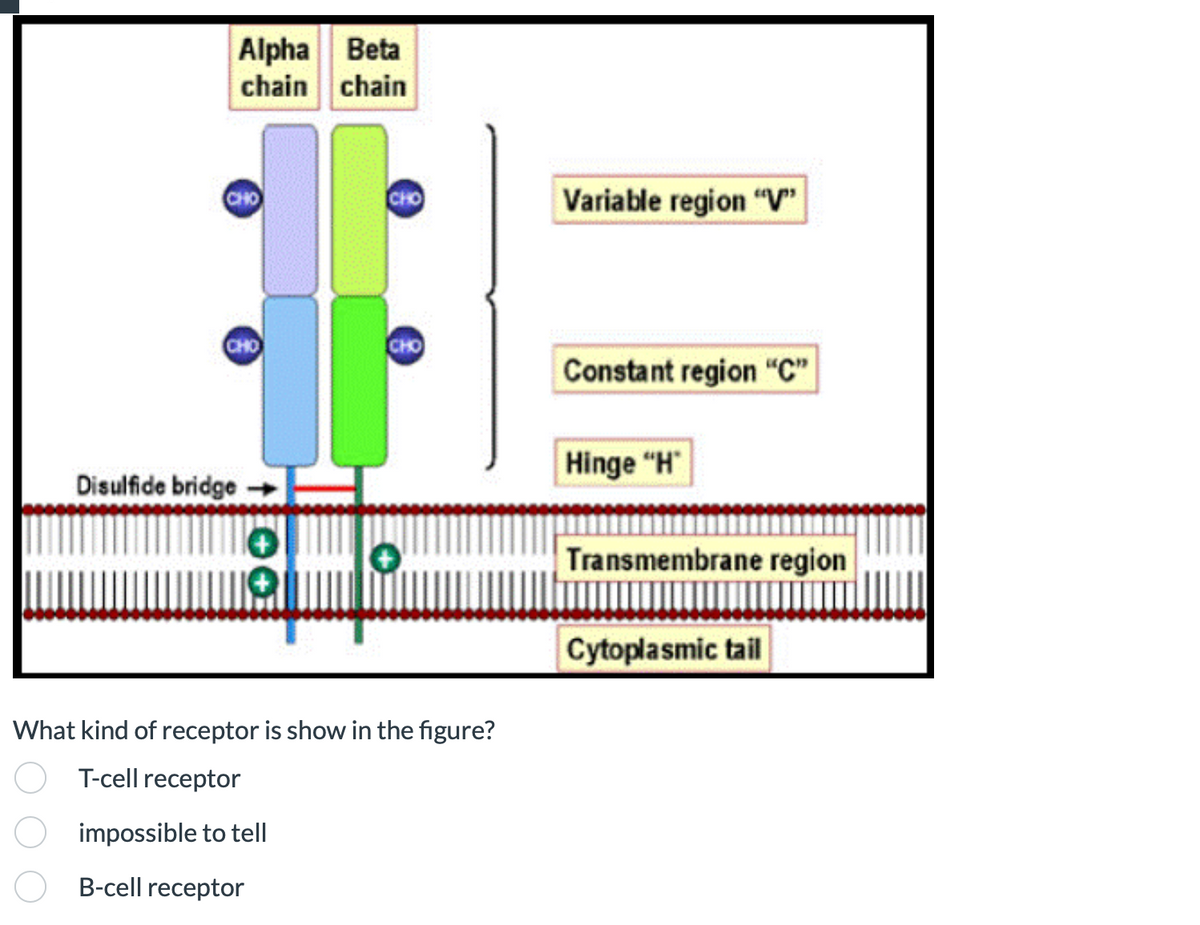 Alpha Beta
chain chain
CHO
CHO
Disulfide bridge
CHO
CHO
What kind of receptor is show in the figure?
T-cell receptor
impossible to tell
B-cell receptor
Variable region "V"
Constant region "C"
Hinge "H
Transmembrane region
Cytoplasmic tail
