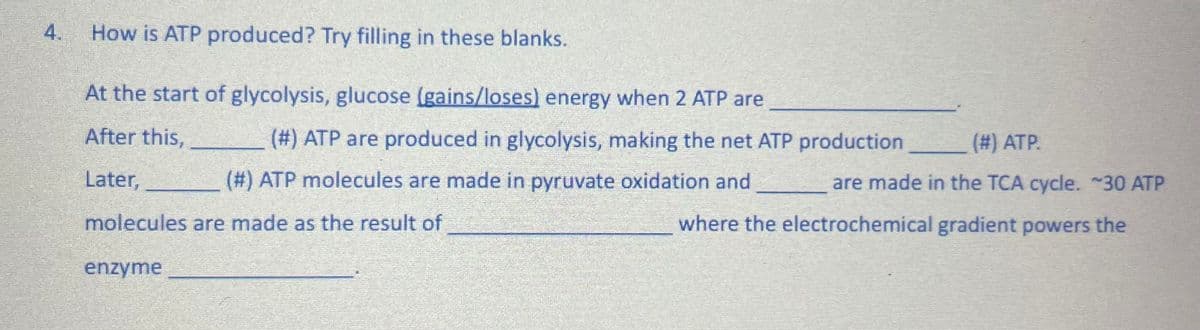 4.
How is ATP produced? Try filling in these blanks.
At the start of glycolysis, glucose (gains/loses) energy when 2 ATP are
After this,
Later,
(#) ATP.
(#) ATP are produced in glycolysis, making the net ATP production
are made in the TCA cycle. ~30 ATP
(#) ATP molecules are made in pyruvate oxidation and
where the electrochemical gradient powers the
molecules are made as the result of
enzyme