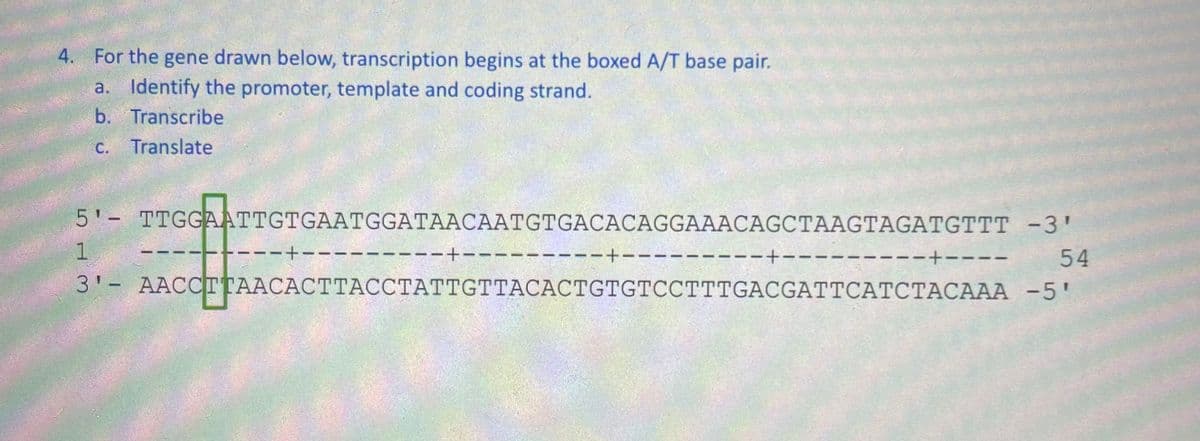 4. For the gene drawn below, transcription begins at the boxed A/T base pair.
a. Identify the promoter, template and coding strand.
b. Transcribe
c.
Translate
5'- TTGGAATTGTGAATGGATAACAATGTGACACAGGAAACAGCTAAGTAGATGTTT -3'
1
54
3'- AACCTTAACACTTACCTATTGTTACACTGTGTCCTTTGACGATTCATCTACAAA -5'
---+---
---+---
---+----
---+---
---+---