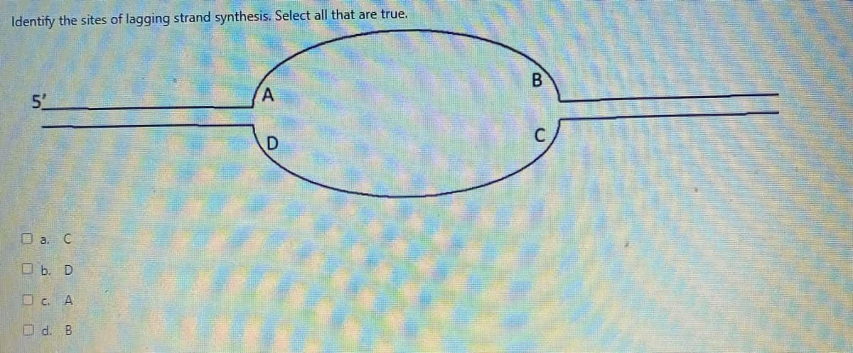 Identify the sites of lagging strand synthesis. Select all that are true.
B
A
5
O a. C
O b. D
O c. A
O d. B
