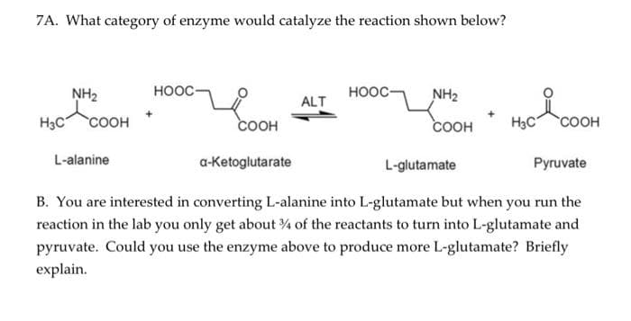 7A. What category of enzyme would catalyze the reaction shown below?
H3C
NH₂
COOH
L-alanine
HOOC-
COOH
a-ketoglutarate
ALT
HOỌC
NH₂
COOH
L-glutamate
+
HIC-COOH
Pyruvate
B. You are interested in converting L-alanine into L-glutamate but when you run the
reaction in the lab you only get about 3/4 of the reactants to turn into L-glutamate and
pyruvate. Could you use the enzyme above to produce more L-glutamate? Briefly
explain.