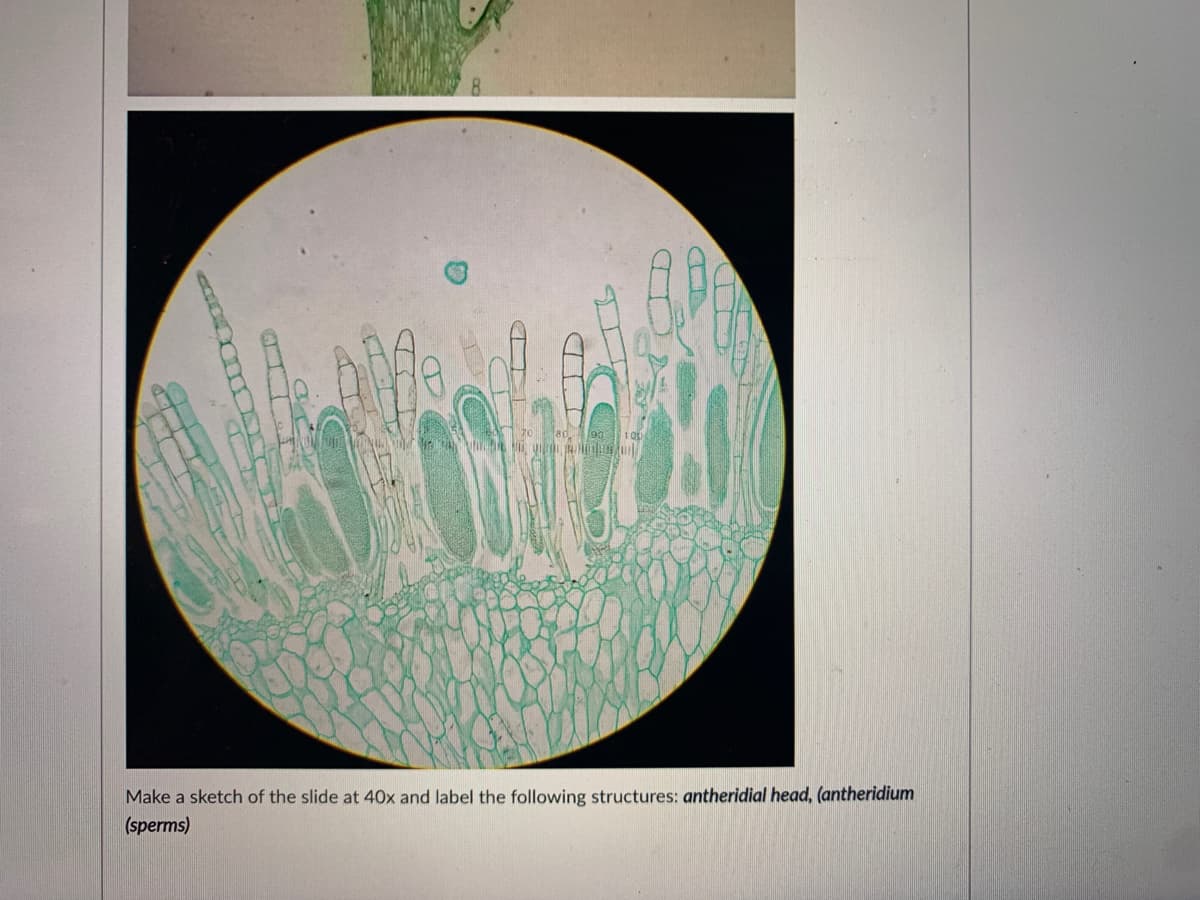 BO 90
Make a sketch of the slide at 40x and label the following structures: antheridial head, (antheridium
(sperms)
