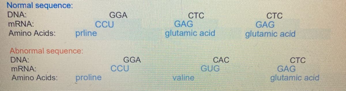 Normal sequence:
DNA:
GGA
CCU
prline
CTC
GAG
glutamic acid
СТС
GAG
glutamic acid
MRNA:
Amino Acids:
Abnormal sequence:
DNA:
GGA
СТС
GAG
glutamic acid
CÁC
CCU
GUG
MRNA:
Amino Acids:
proline
valine
