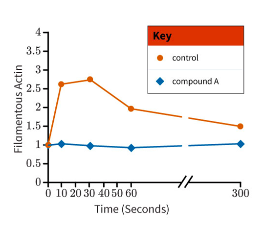 Key
3.5-
control
3-
compound A
2.5-
2-
1.5-
1
0.5-
0-
0 10 20 30 40 50 60
300
Time (Seconds)
Filamentous Actin
