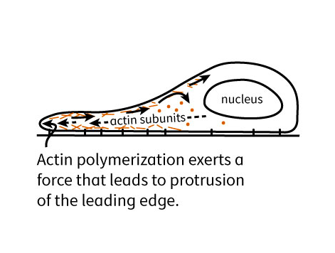 nucleus
-actin subunits
Actin polymerization exerts a
force that leads to protrusion
of the leading edge.
