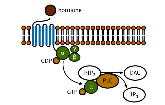 hormone
Y
a
GDP
PIP2
DAG
PLC
α
GTP
IP3
