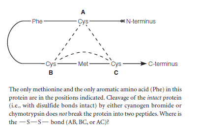 A
Phe
Cys
« N-terminus
Cys
Met
Cys
C-terminus
B
The only methionine and the only aromatic amino acid (Phe) in this
protein are in the positions indicated. Cleavage of the intact protein
(i.e., with disulfide bonds intact) by either cyanogen bromide or
chymotrypsin does not break the protein into two peptides. Where is
the -S-s- bond (AB, BC, or AC)?
