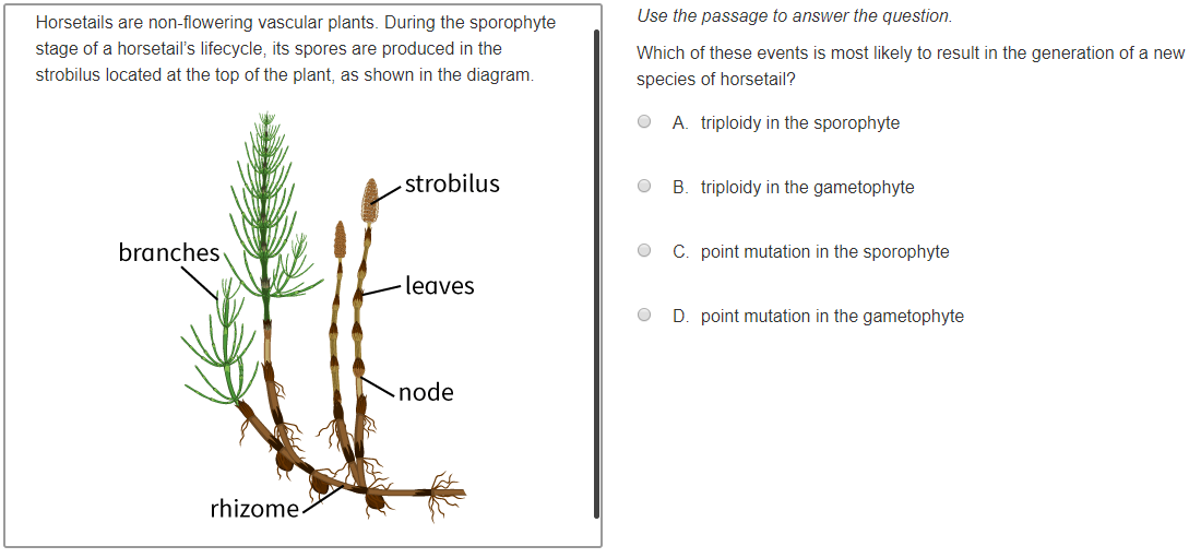Horsetails are non-flowering vascular plants. During the sporophyte
stage of a horsetail's lifecycle, its spores are produced in the
strobilus located at the top of the plant, as shown in the diagram.
branches
rhizome
-strobilus
leaves
node
Use the passage to answer the question.
Which of these events is most likely to result in the generation of a new
species of horsetail?
O
O
A. triploidy in the sporophyte
B. triploidy in the gametophyte
C. point mutation in the sporophyte
D. point mutation in the gametophyte