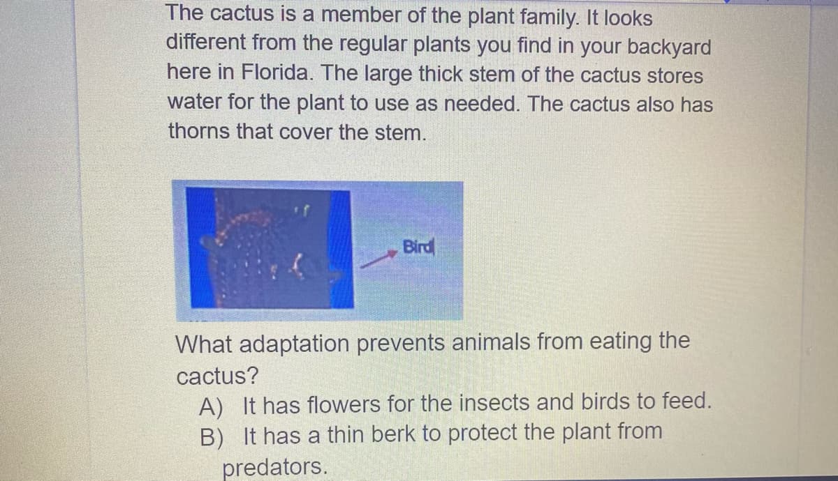 The cactus is a member of the plant family. It looks
different from the regular plants you find in your backyard
here in Florida. The large thick stem of the cactus stores
water for the plant to use as needed. The cactus also has
thorns that cover the stem.
Bird
What adaptation prevents animals from eating the
cactus?
A) It has flowers for the insects and birds to feed.
B) It has a thin berk to protect the plant from
predators.
